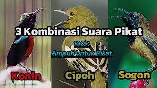 Download lagu 3 Kombinasi Suara Pikat ( Konin, Sogon Dan Sertu Cipoh ) Ampuh Untuk Pikat mp3 Download lagu 3 Kombinasi Suara Pikat ( Konin, Sogon Dan Sertu Cipoh ) Ampuh Untuk Pikat mp3