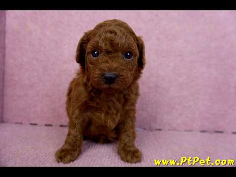 01/26紅貴賓母幼犬(雲林虎尾)