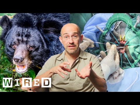 How To Perform Brain Surgery On A Bear, And Other Dangerous Procedures On Wild Animals