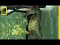Watch A Seahorse Give Birth To 2 000 Babies National Geographic