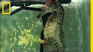Watch as Seahorse Gives Birth to Thousands of Babies at once!
