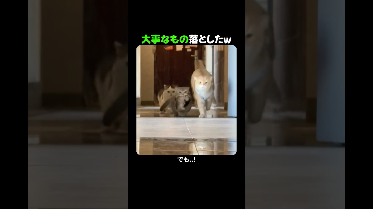 ごはんのほうが大事