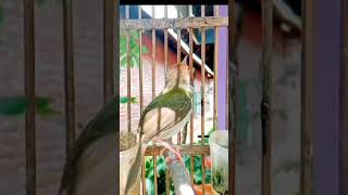 Download lagu suara prenjak lumut gacor#shorts mp3