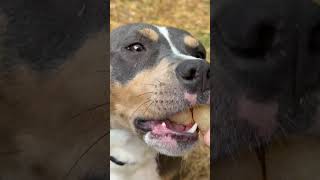 Video preview image #1 American Bulldog-American Staffordshire Terrier Mix Puppy For Sale in Decatur, GA, USA