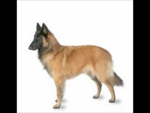 Belgian Tervuren