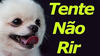 O Melhor Vídeo de Cachorros Engraçados Só Cachorro