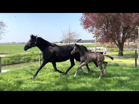 Reagan (Blue Hors Zackerey x Florencio)@stallion 2021