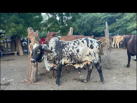 Tiangue de El Tránsito, San Miguel, El Salvador,martes 21 de julio 2026