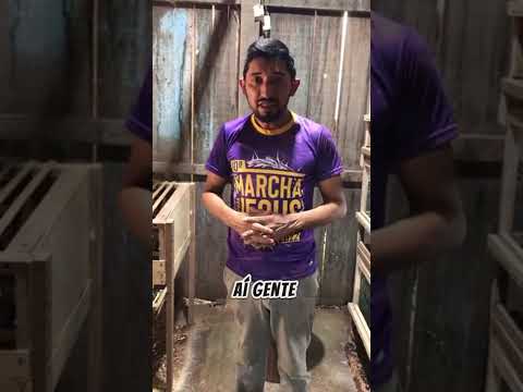 Conheça o criatório de codornas shalom em Pacajá Para