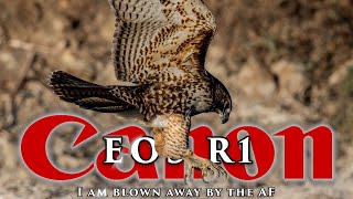 Canon's R1 & Juvenile Red-tailed hawk at the beach - the AF is  off the charts amazing!! I'm blown