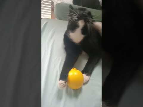 zanurzony w marzeniach o nowej karmie  #kot #cats #cat #sanah #kwiatjabłoni