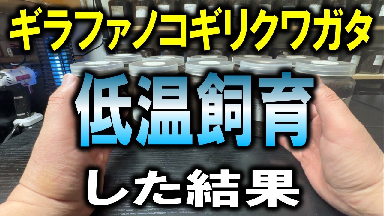 なんでなん？18度の低温で育ててきたギラファをチェックしてみると・・・