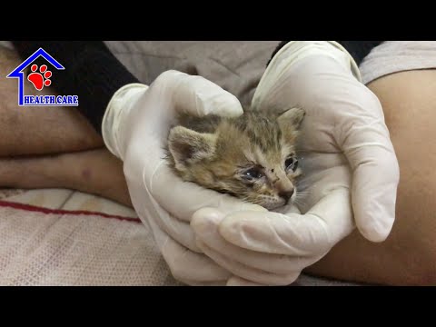 3 Weeks old orphan kitten don’t want to live anymore – Newborn kitten stop eating!