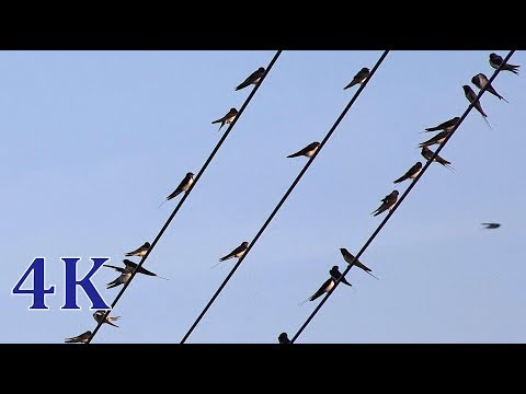 Swallows twitter  🎧  healing nature sounds 4K