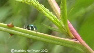 preview picture of video 'Kleine Springspinne im Bergregenwald bei Ruteng auf Flores, jumping spider'