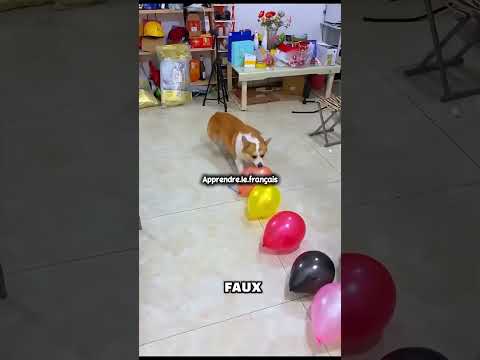 Français avec histoire 🔥🤯#apprendre_le_francais#quizfrancais#devinette#challenge