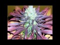 Goose - No Seeds