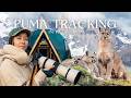 Puma Tracking In Patagonia Photographing Chile S LARGEST FELINE