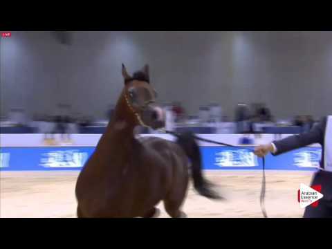 N.185 HADDAR AL HAMAD - Dubai 2016 - Colts 2 years old (Class 10)
