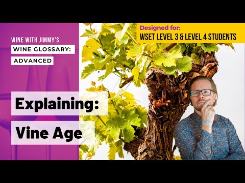 WSET Level 3 And WSET Level 4 (WSET Diploma) Explaining Wine Terminology: Vine Age (Young and Old)