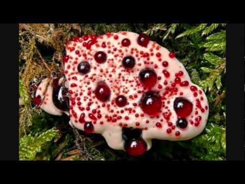 Para Halu On The Path - Babylon (Album Mix 2008)