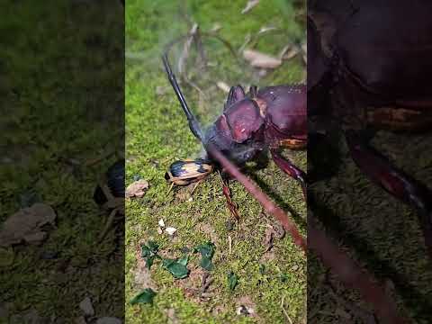 Bombardier beetle vs. longhorn beetle