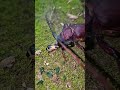 Bombardier Beetle Vs Longhorn Beetle