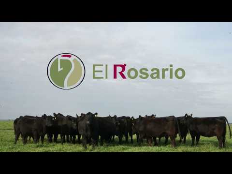 Vaquillonas - Estancia El Rosario