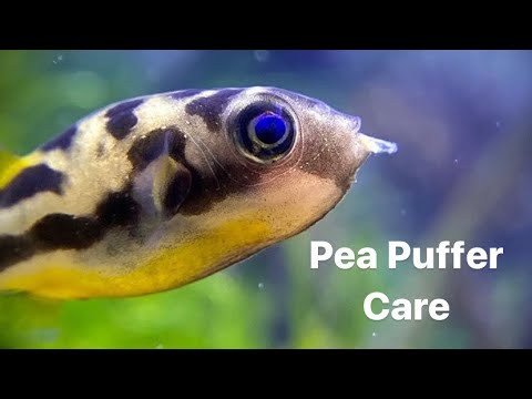 Pea Puffer Care Guide - How To Care For Freshwater Dwarf Pufferfish