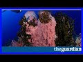 Evolution row ends as scientists declare sponges to be sister of all other animals