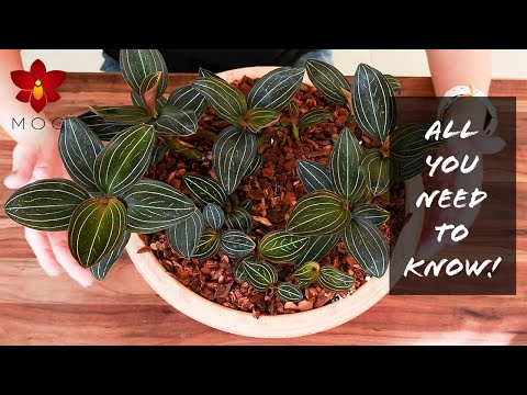 , title : 'Do THIS with Jewel Orchids! | Basic Houseplant Care for Beginners'