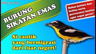 Download lagu Cara merawat BURUNG SIKATAN EMAS agar cepat bunyi dan ngeplong! mp3 Download lagu Cara merawat BURUNG SIKATAN EMAS agar cepat bunyi dan ngeplong! mp3
