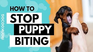 How to STOP PUPPY BITING with just 3 TRICKS at early stage. || Monkoodog