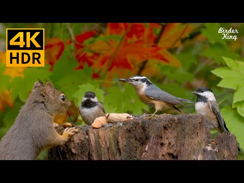 Cat TV 8 hours🐱Birds, chipmunks, squirrels, and the fall maple leaves(4K HDR)