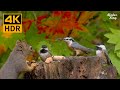 Cat TV 8 hours🐱Birds, chipmunks, squirrels, and the fall maple leaves(4K HDR)