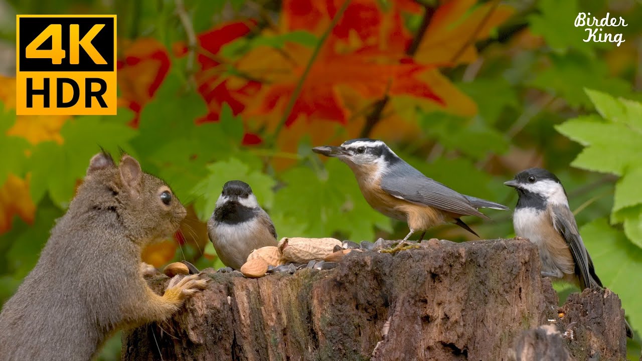 YouTube video preview