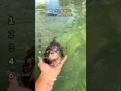Ranking Best Otter Moments