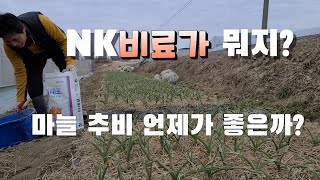 마늘 추비 NK비료가 뭐지 !!  엽면시비 추비 주는 시기는? how to grow garlic