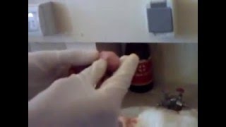 Shocking - Four rabbit fetuses were found inside a pregnant rabbit