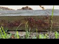 So Many Boxelder Bugs Discovered Outside in Hopewell, NJ