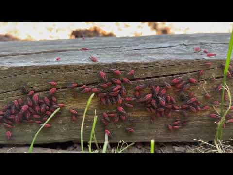 So Many Boxelder Bugs Discovered Outside in Hopewell, NJ