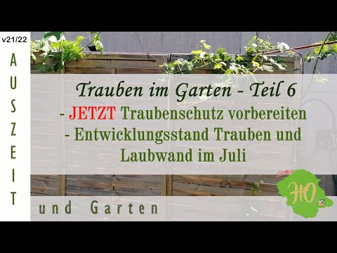 , title : 'Trauben im Garten - Teil 6 - JETZT Traubenschutz planen - Status Laubwand und Trauben  Juli 2022'