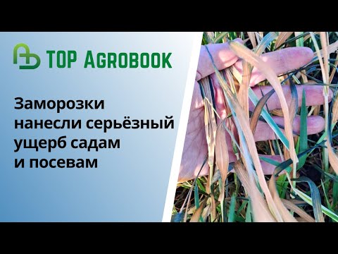 Возвратные заморозки нанесли серьёзный ущерб садам и посевам | TOP Agrobook: обзор аграрных новостей