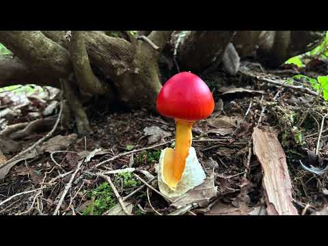 タマゴタケ / Amanita caesarea.