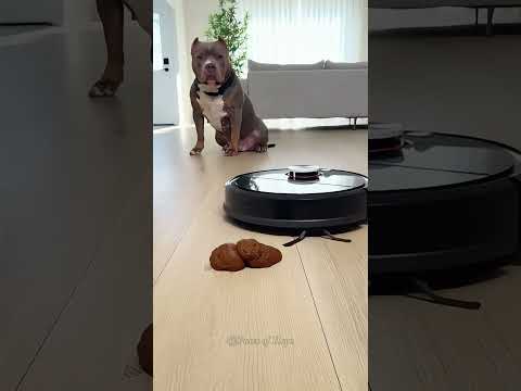 When Your Smart Vacuum Gets a Little Too Excited🐶❤️😂 #dogs #dog