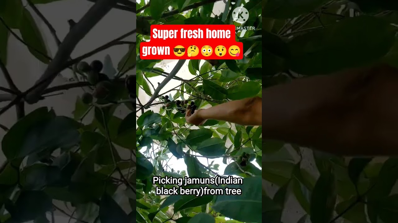 Fresh Home Grown Jamun 😍 #Shorts #Viral #Jamun
