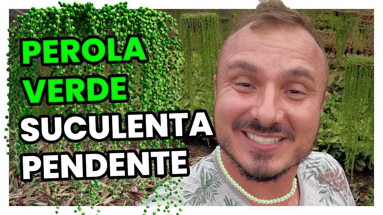 COLAR DE PÉROLA VERDE | Como cuidar da suculenta pendente?