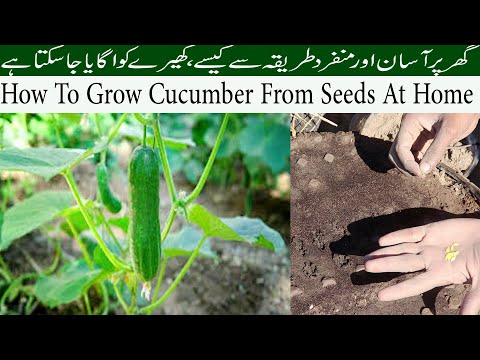 , title : 'How To Grow Cucumber From Seeds At Home.'