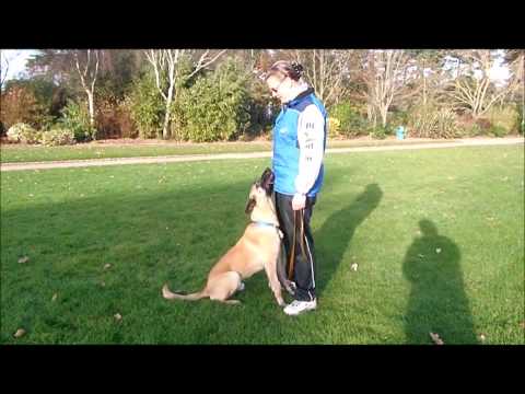 Brix v. Esadera obedience 7 month