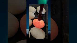 🥰 #snakes #eggs #ballpython #excited #happy #joy #clutch #Sunday